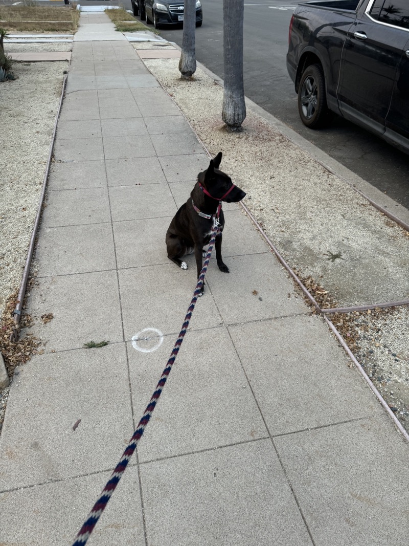 A picture of a black dog named Bowie sitting, taken on August 7 2024 at 6:15 am